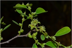 Cleistanthus collinus